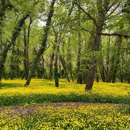 Хотел елица Албена