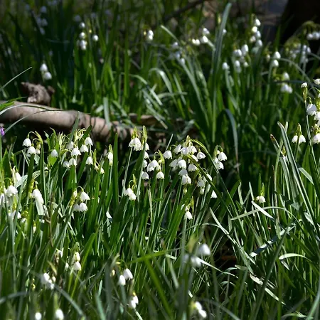 елица Хотел